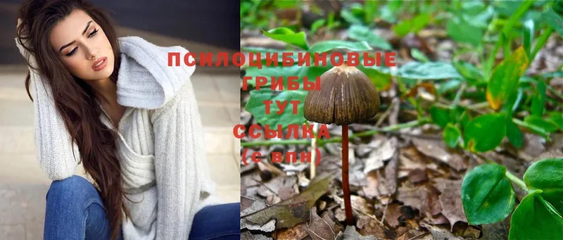 Галлюциногенные грибы Psilocybe  mega ссылка  Буинск  где можно купить  